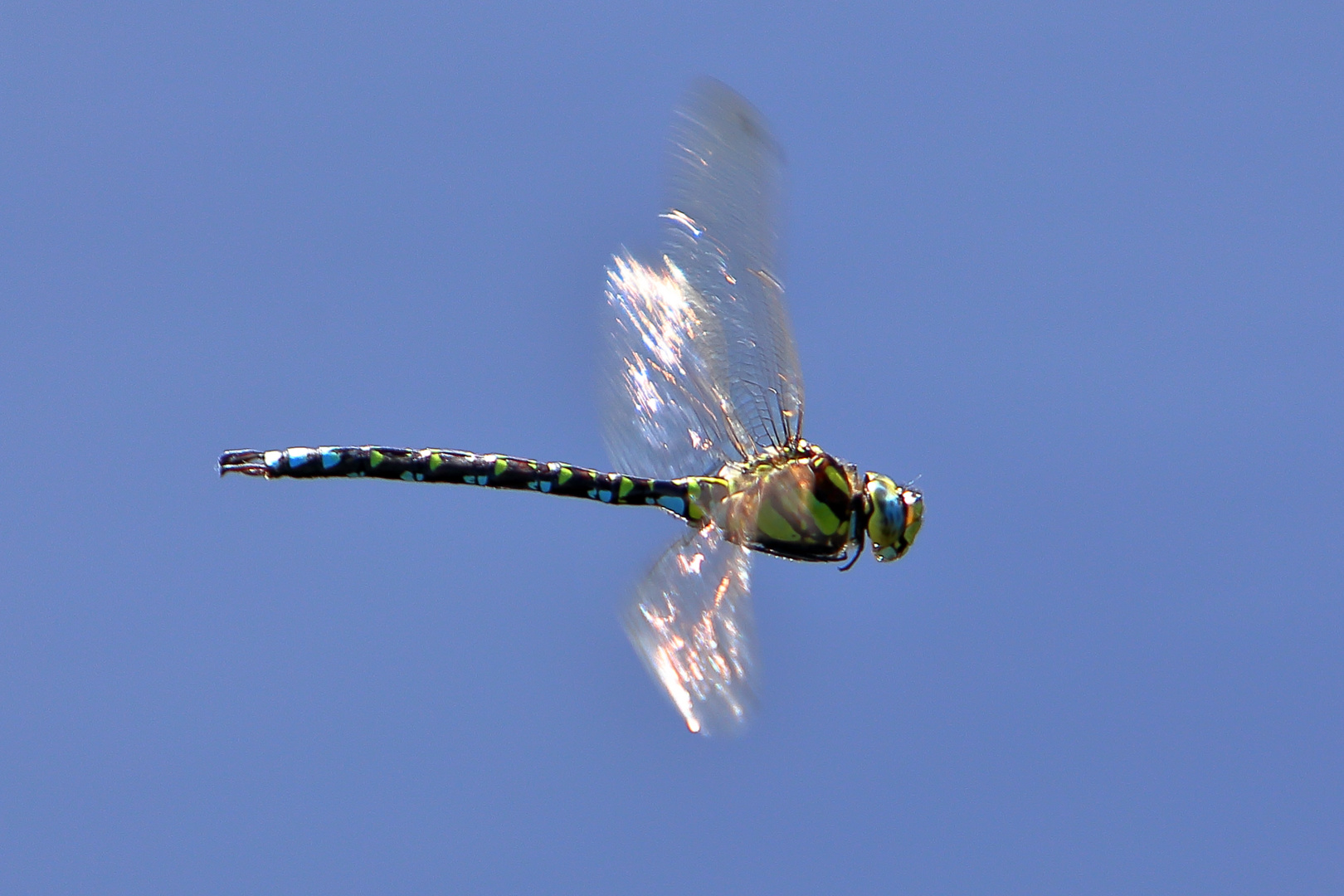 Libelle im Vorbeiflug