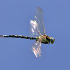 Libelle im Vorbeiflug