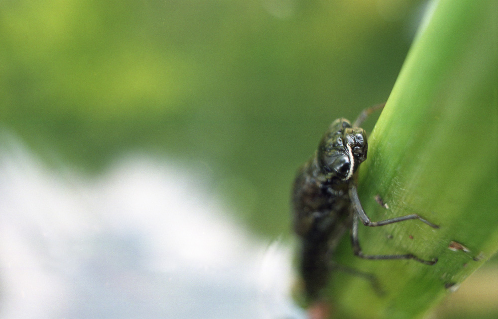 Libelle im Wachstum