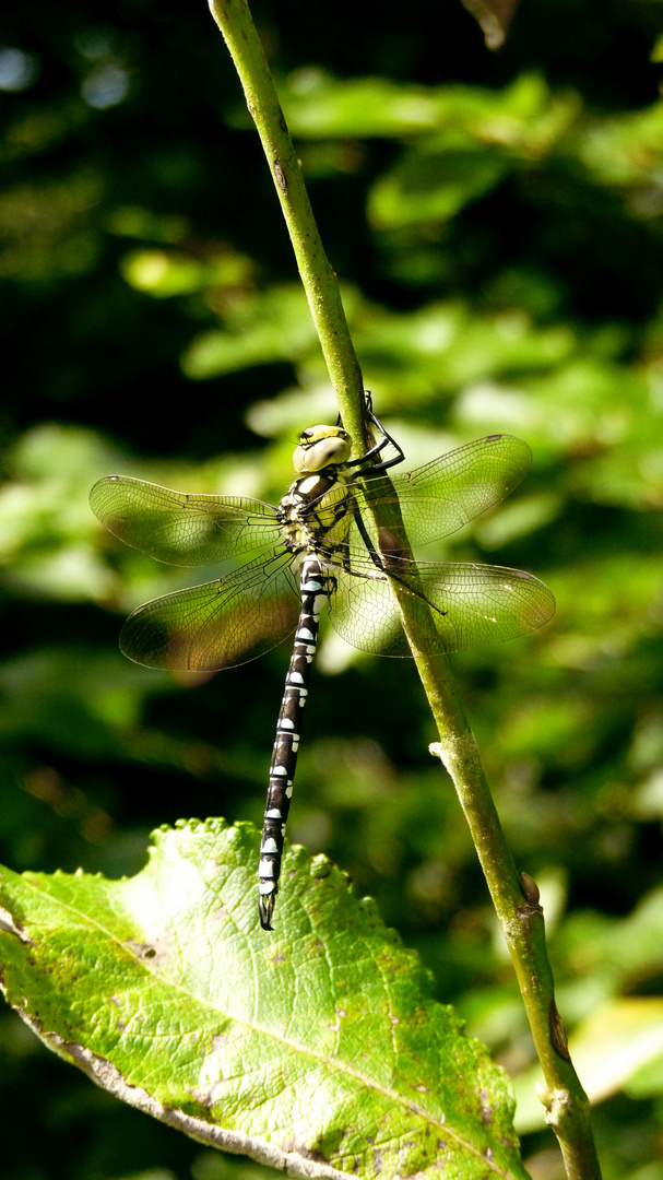 Libelle im Wald