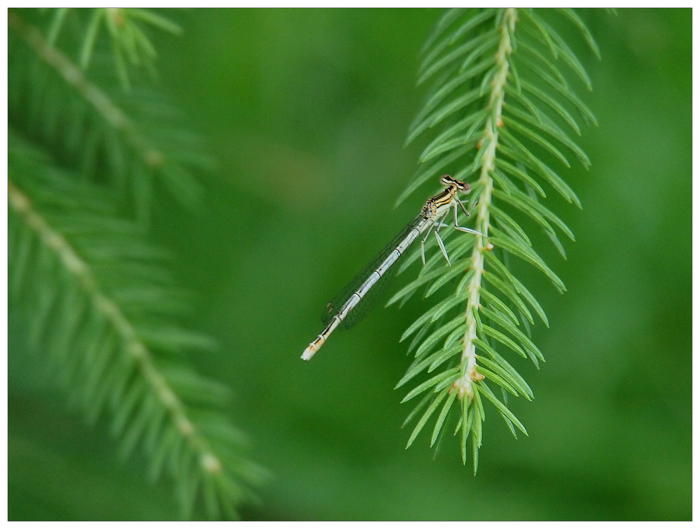 Libelle im Wald