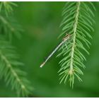 Libelle im Wald