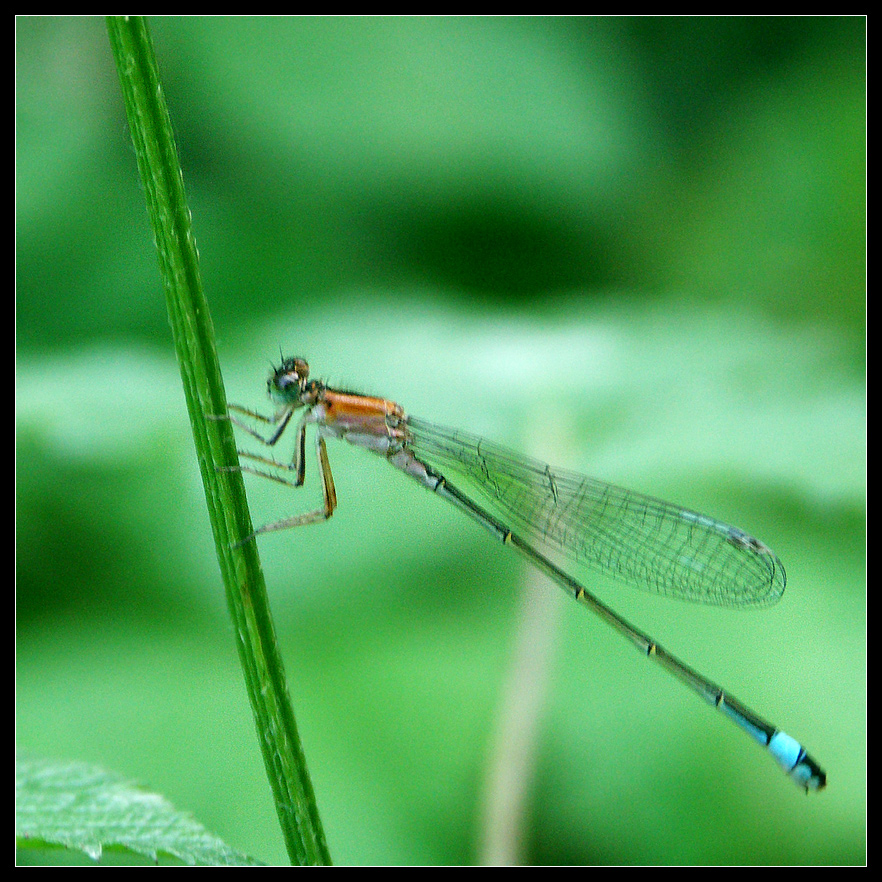 Libelle im Wald (Bislicher Insel)