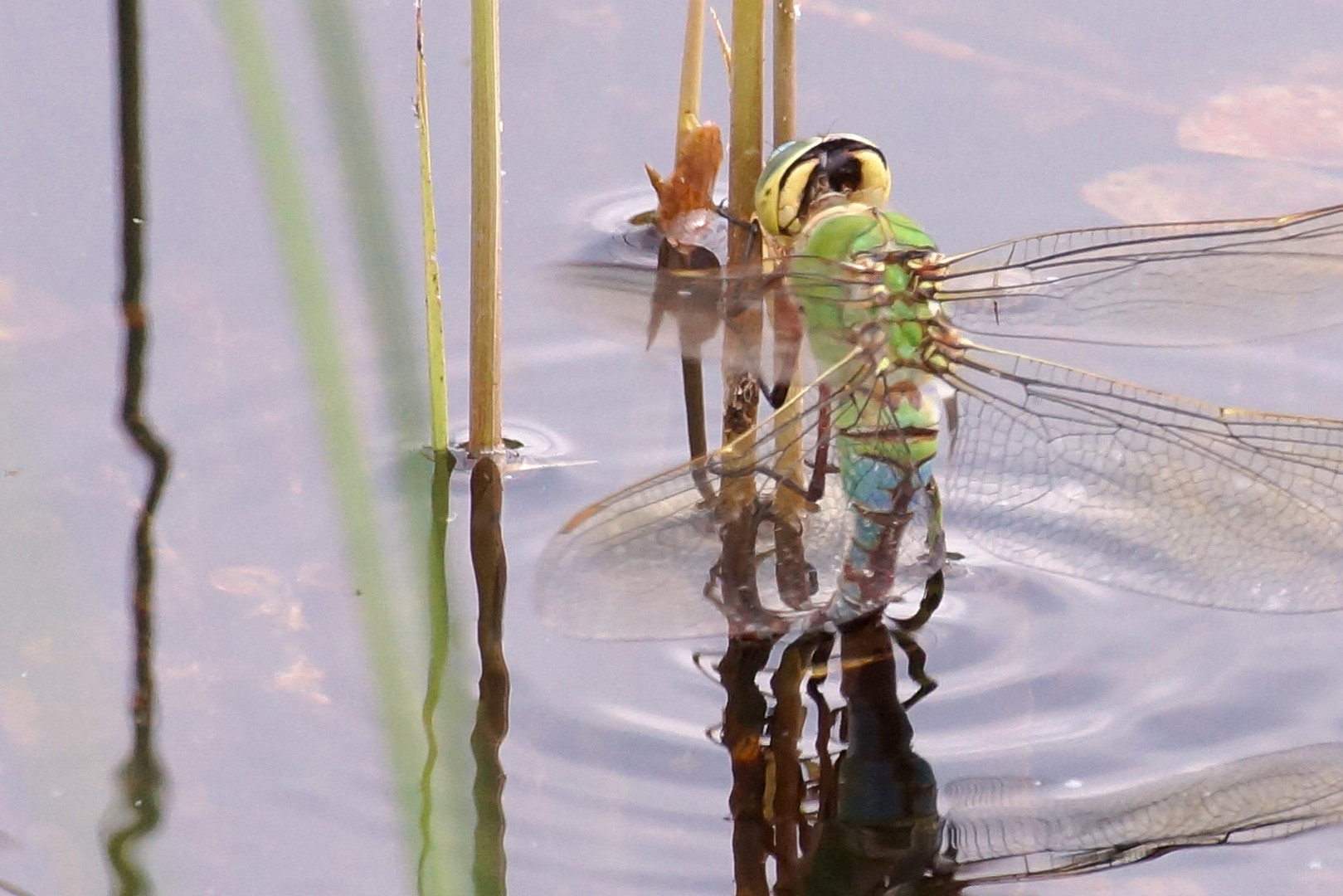 Libelle im Weiher durch Teleobjektiv