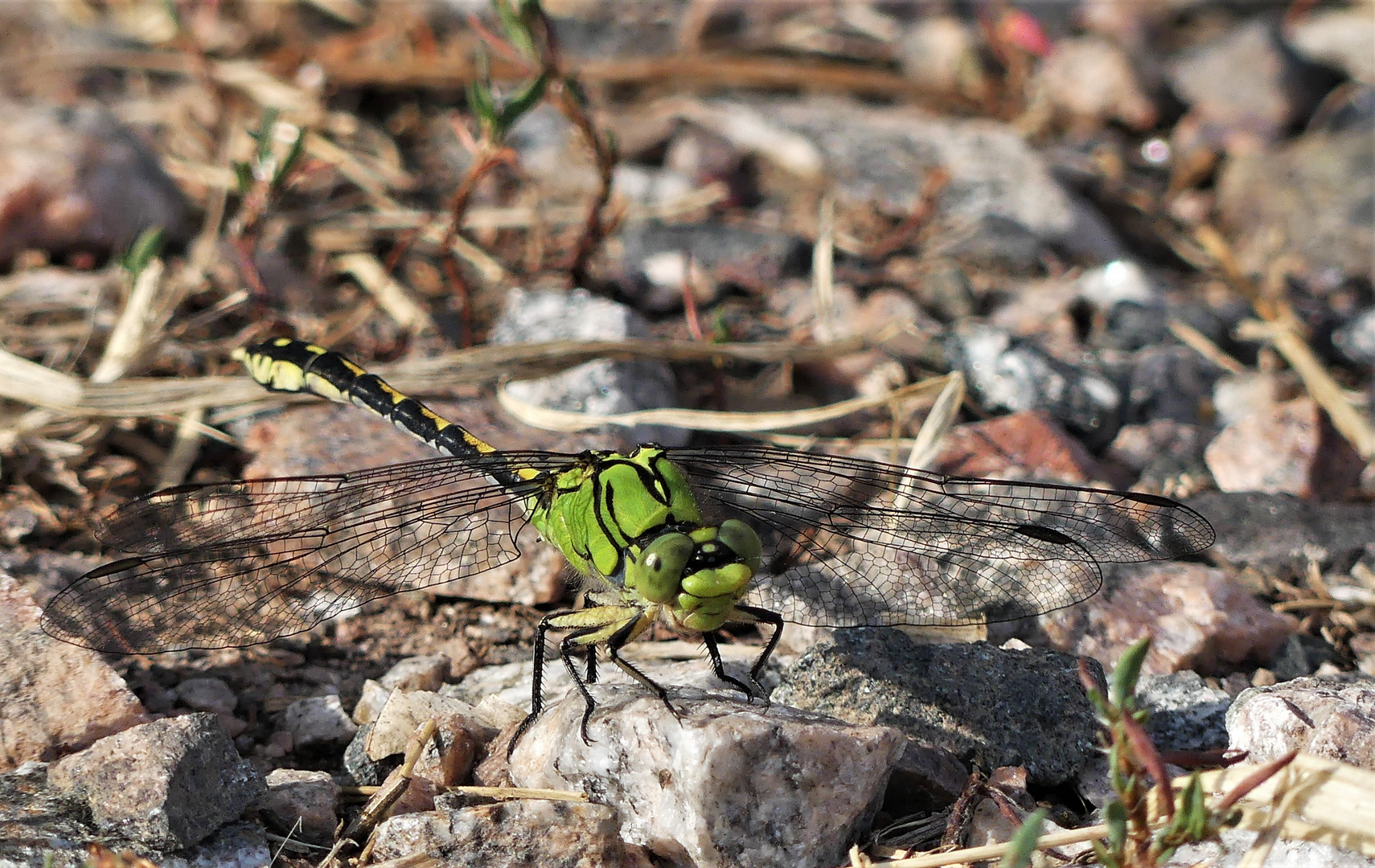 Libelle im Weinberg