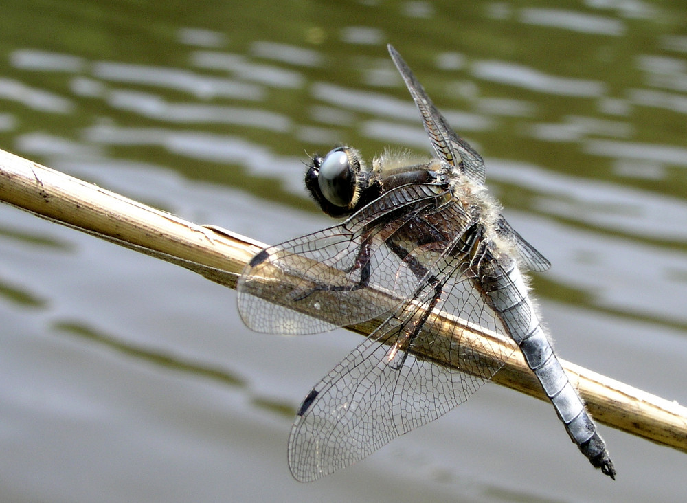 Libelle im Wind