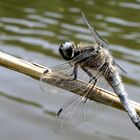 Libelle im Wind