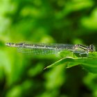 Libelle im Wind