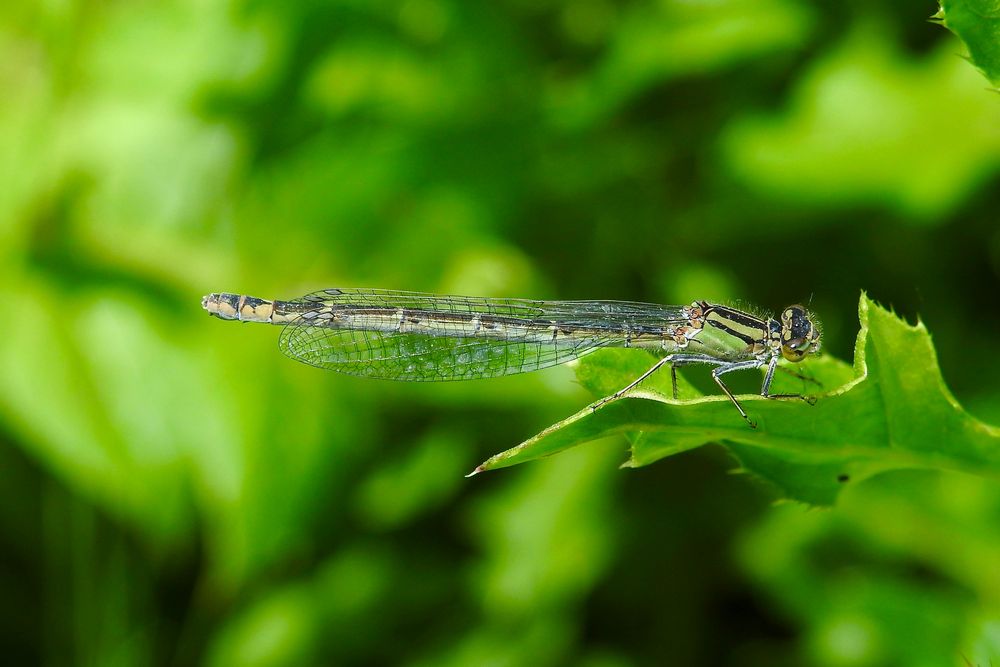 Libelle im Wind