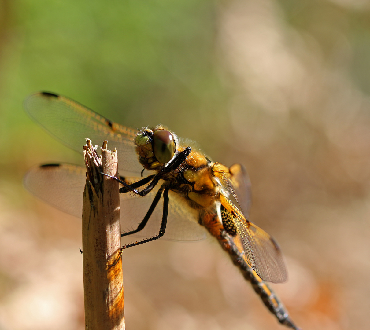 Libelle im Wind