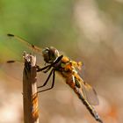 Libelle im Wind