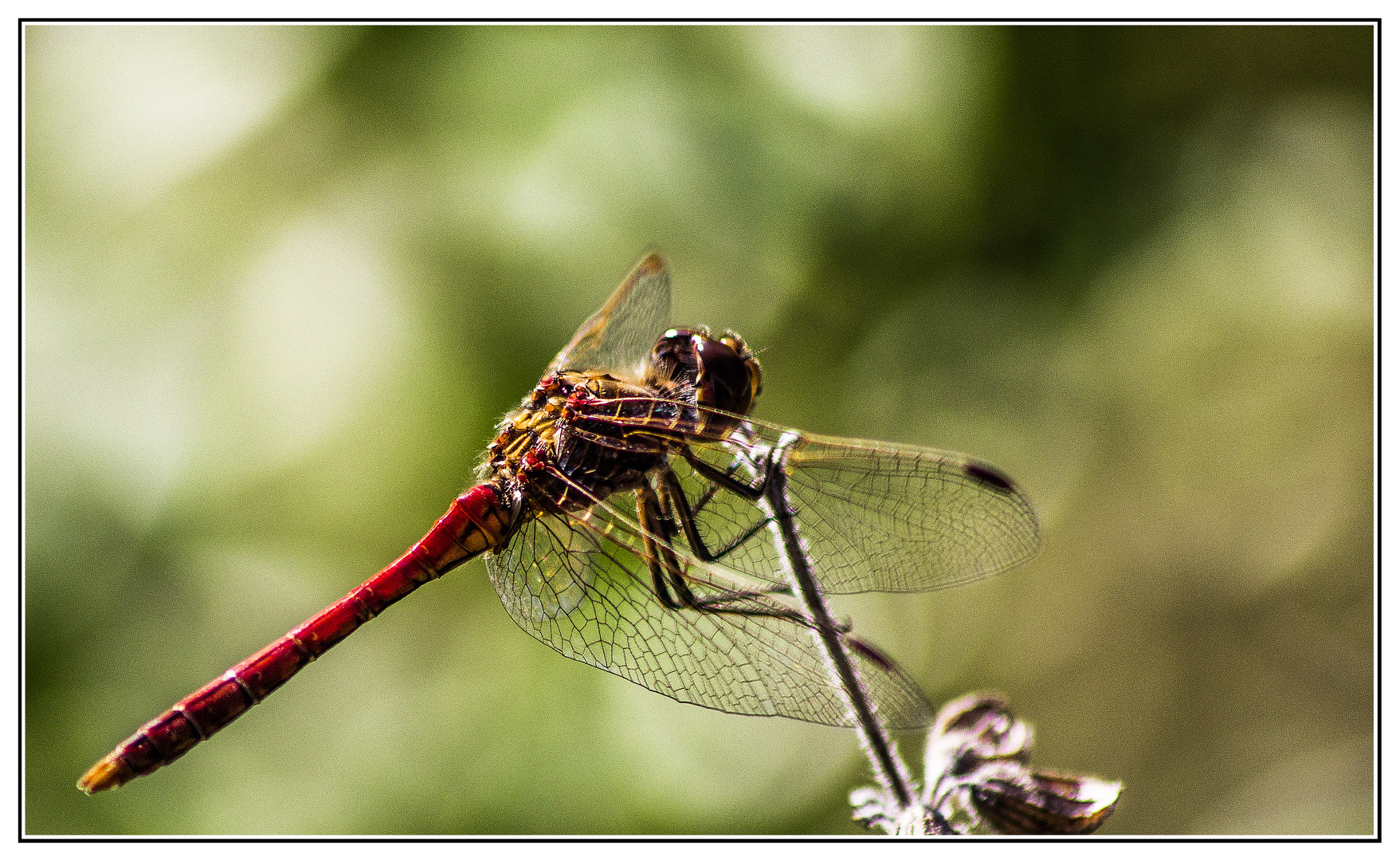 Libelle im Wind