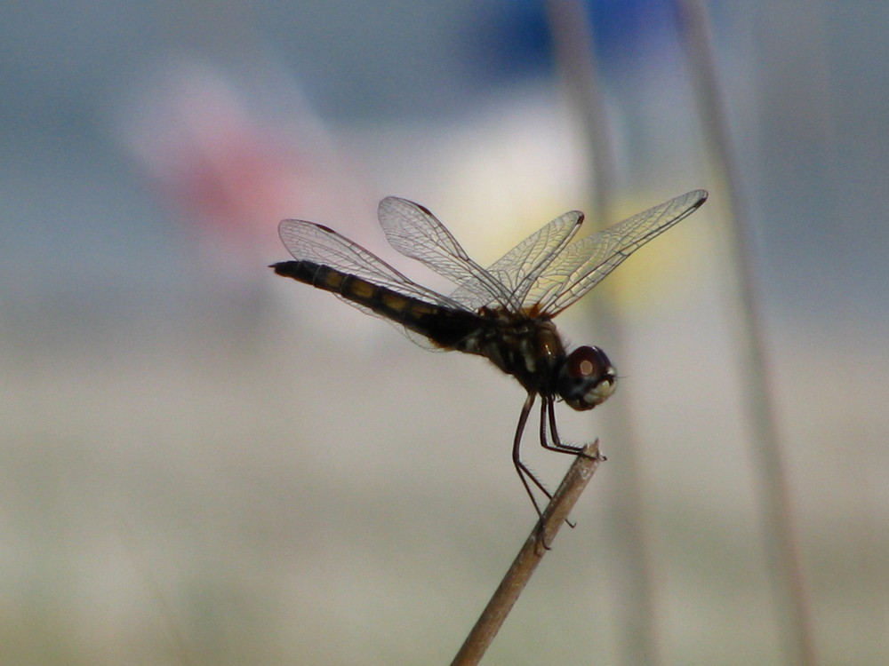 Libelle im Wind