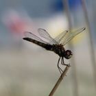 Libelle im Wind