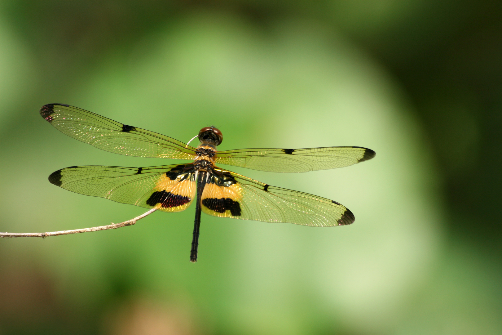 Libelle im Wind