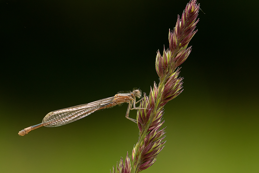 Libelle im Wörlitzer Park