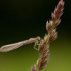 Libelle im Wörlitzer Park