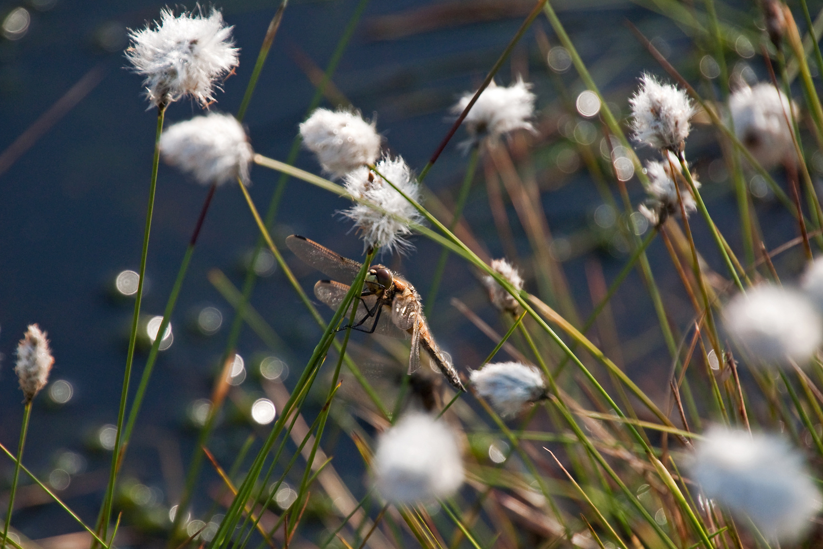 Libelle im Wollgras