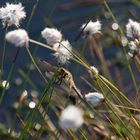 Libelle im Wollgras