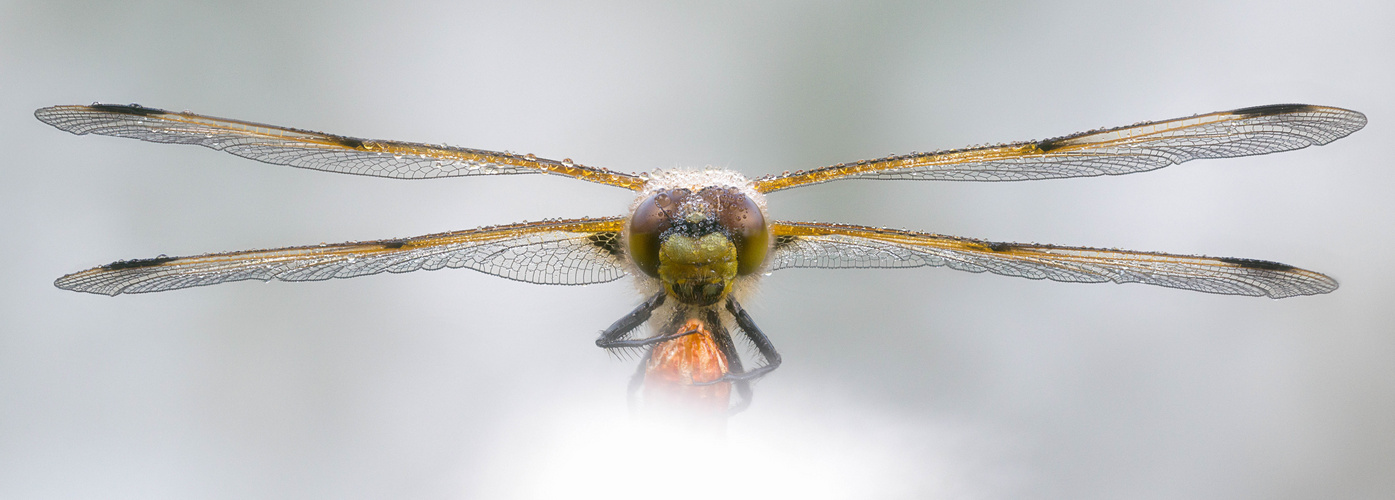 Libelle im Wollgras 