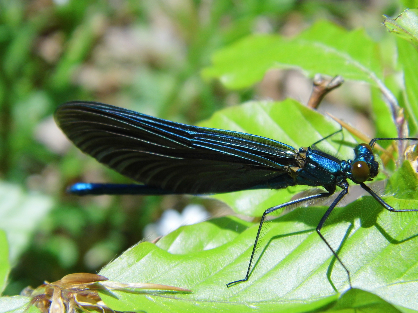 Libelle in aller Pracht