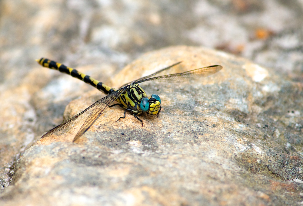 Libelle in Andalusien