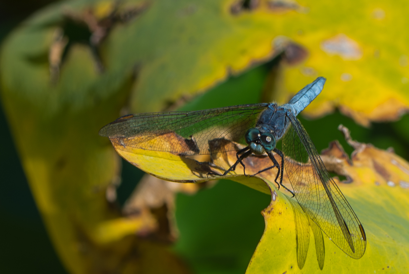 Libelle in André Hellers Garten Gardasee