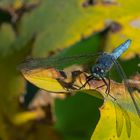 Libelle in André Hellers Garten Gardasee