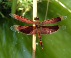 Libelle in Bali