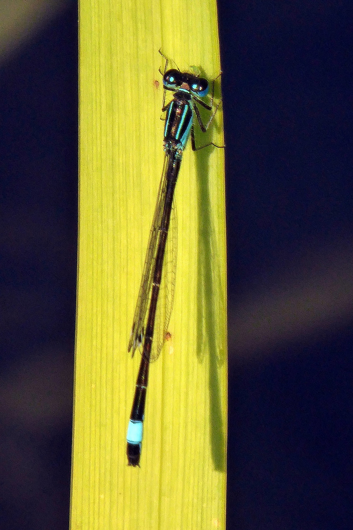 Libelle in blau