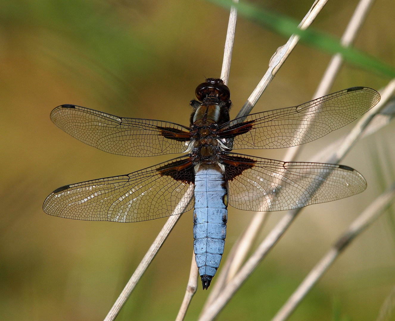 Libelle in Blau