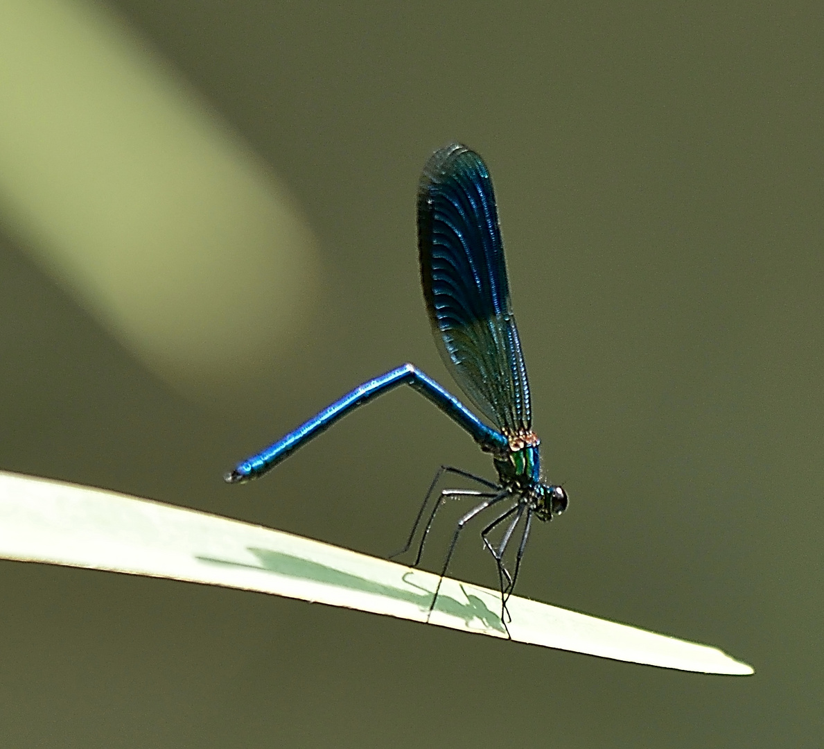 Libelle in Blau