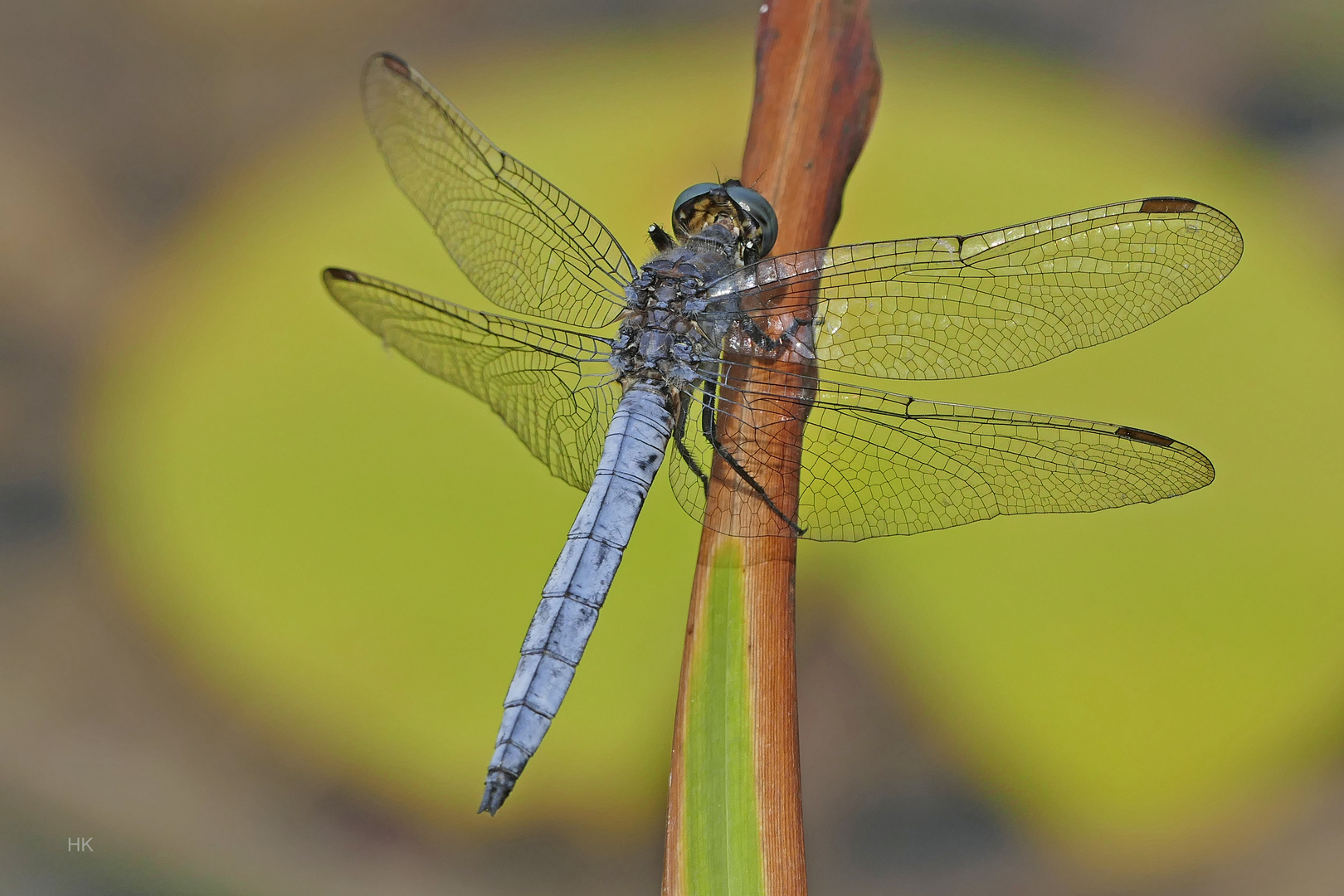 Libelle in blau