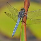 Libelle in blau