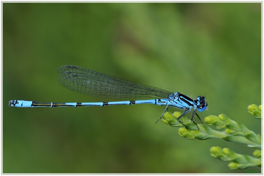 Libelle in blau