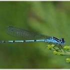 Libelle in blau