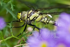 Libelle in Blau