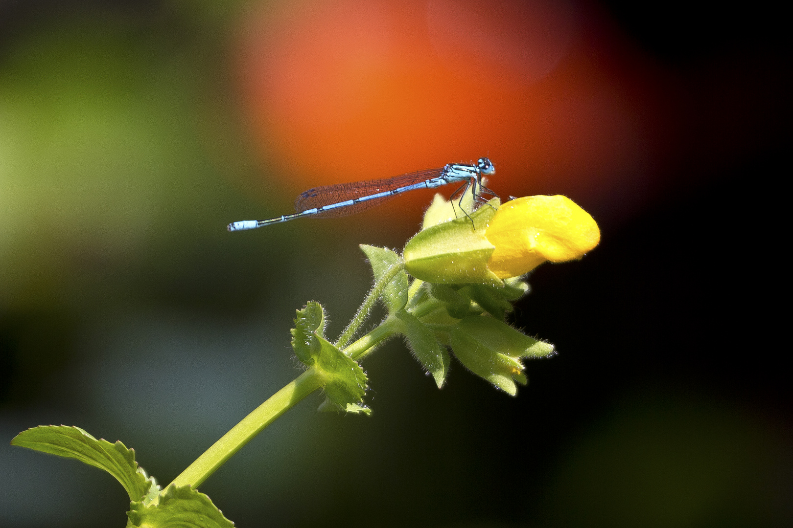 Libelle in Blau