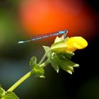 Libelle in Blau