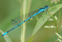 Libelle in Blau