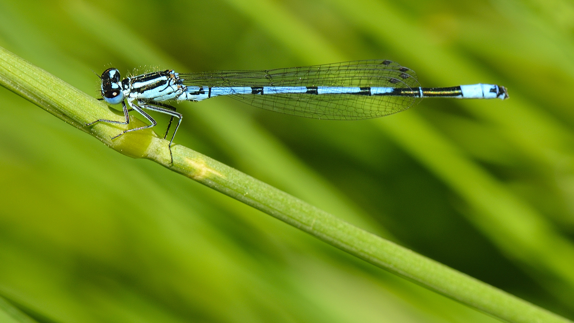 Libelle in blau