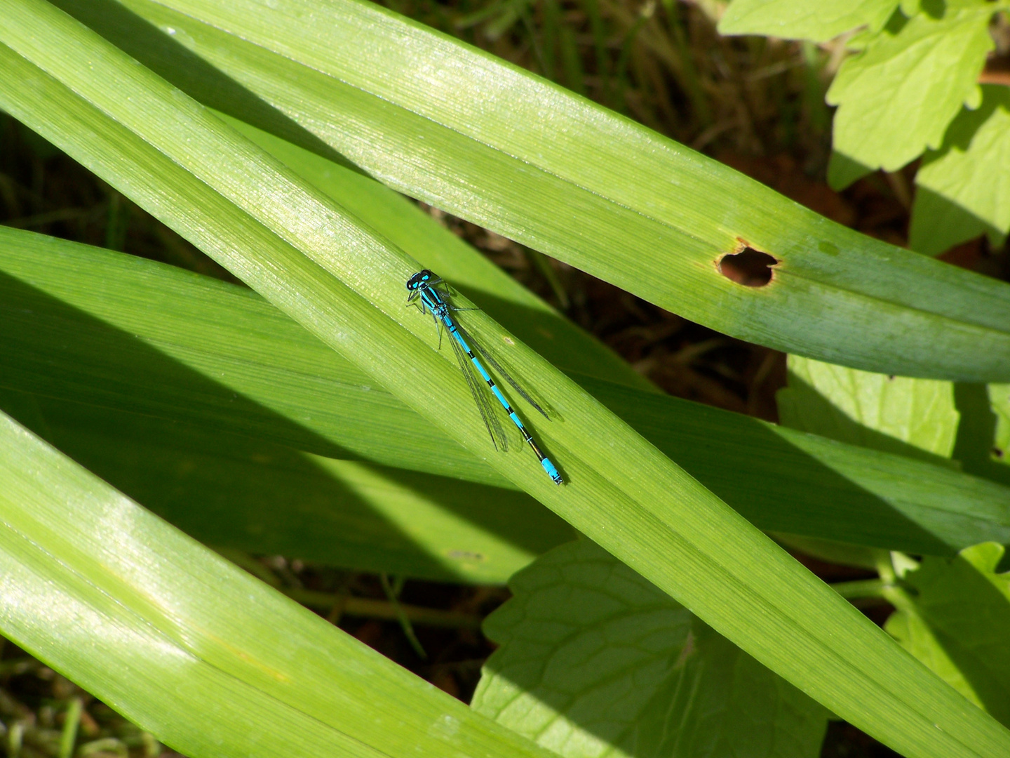 Libelle in Blau