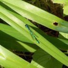 Libelle in Blau