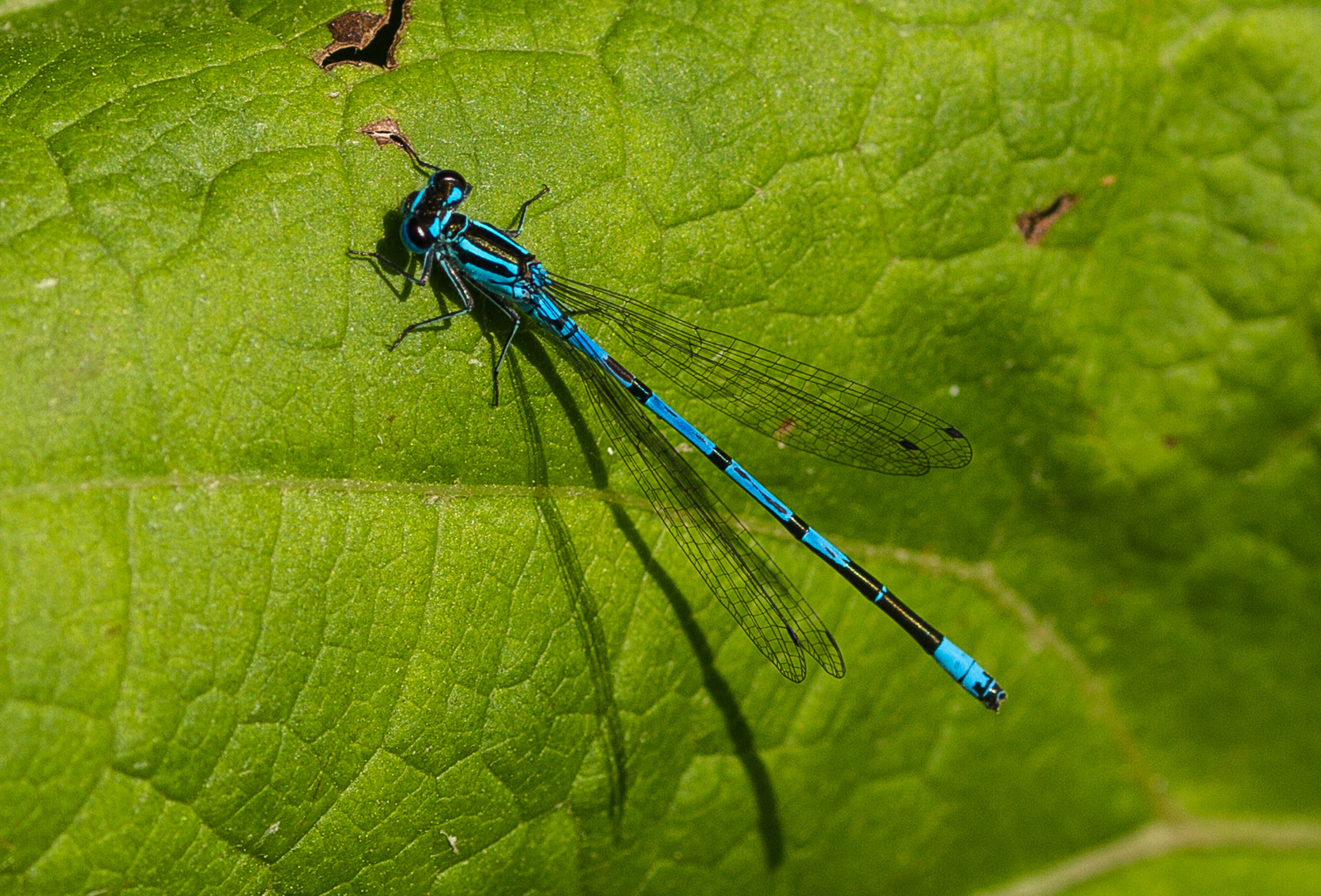 Libelle in Blau