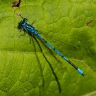 Libelle in Blau