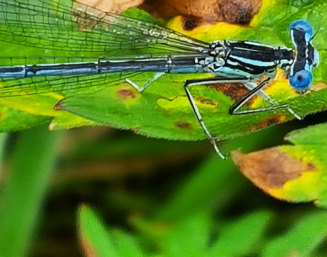 Libelle in blau