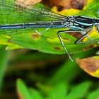 Libelle in blau