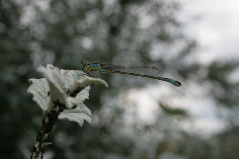 Libelle in blau grün