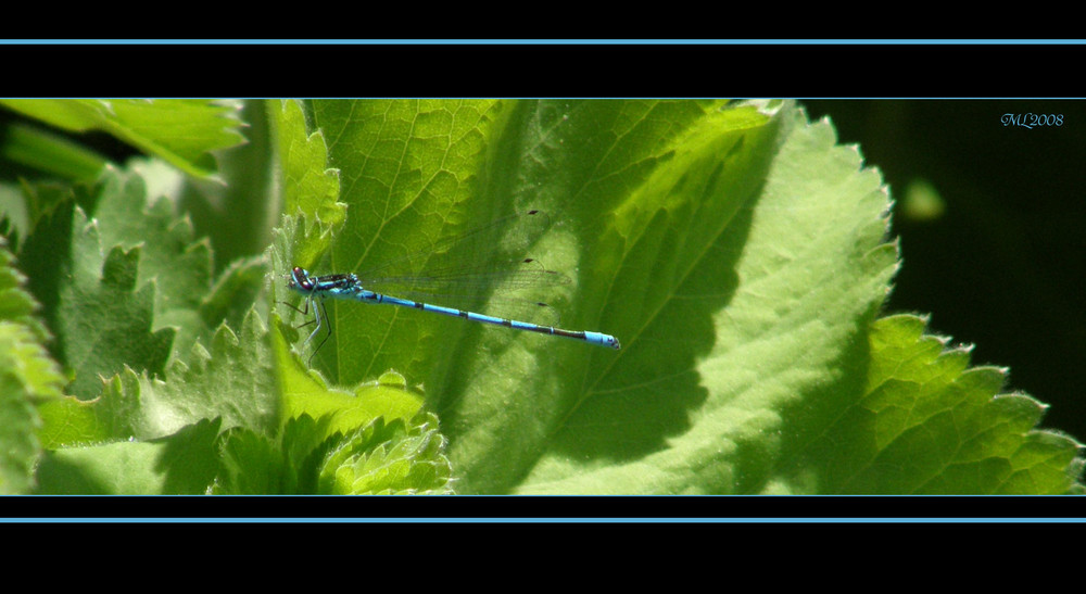 Libelle in blau II