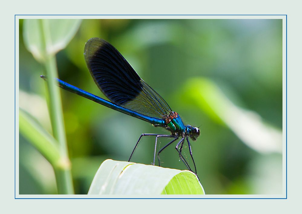 Libelle in Blau und Schwarz